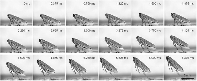 High-speed video della fase di decollo durante il salto della “Cicadella viridis” (fonte: Scuola Superiore Sant’Anna)